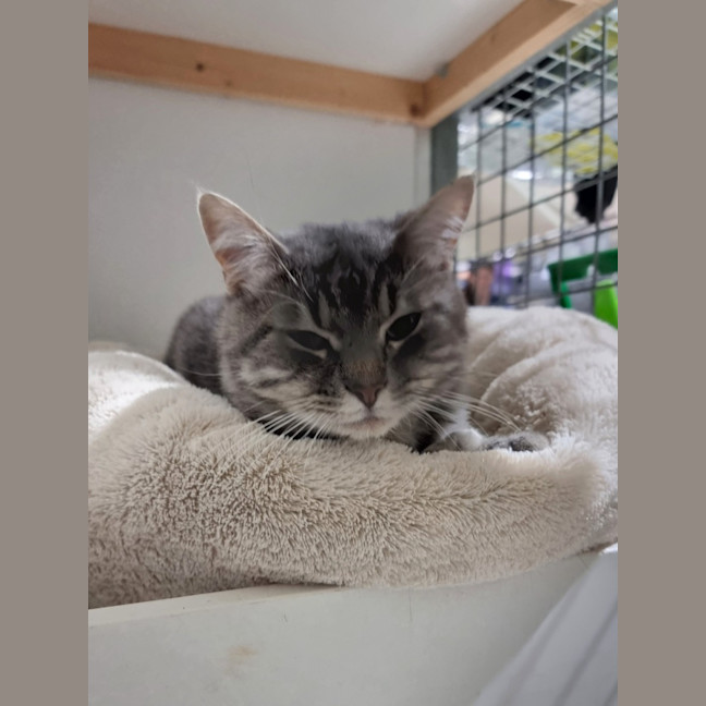 Photo of Pickle