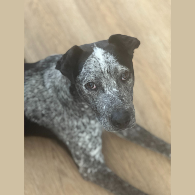 Photo of Maverick   9 Month Old Cattle Dog X (Trial)