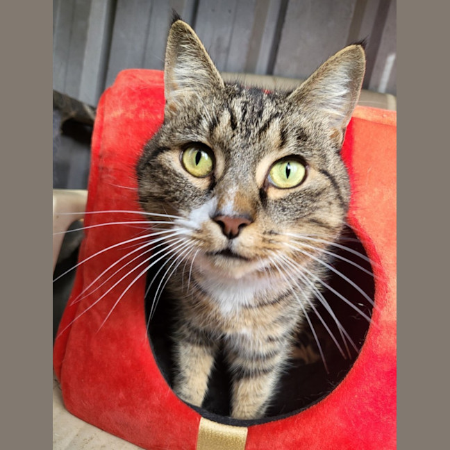 Photo of Shirley Girl