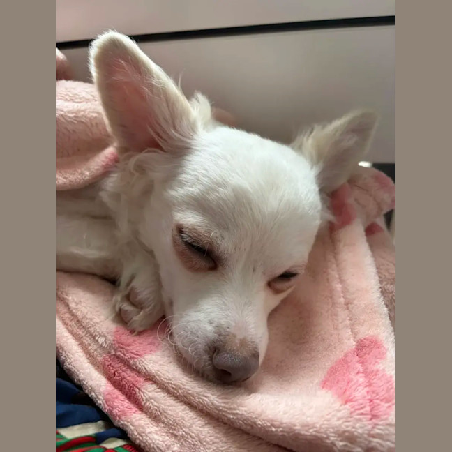 Photo of Tofu 