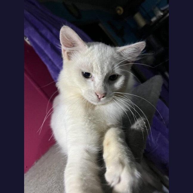 Photo of Akira