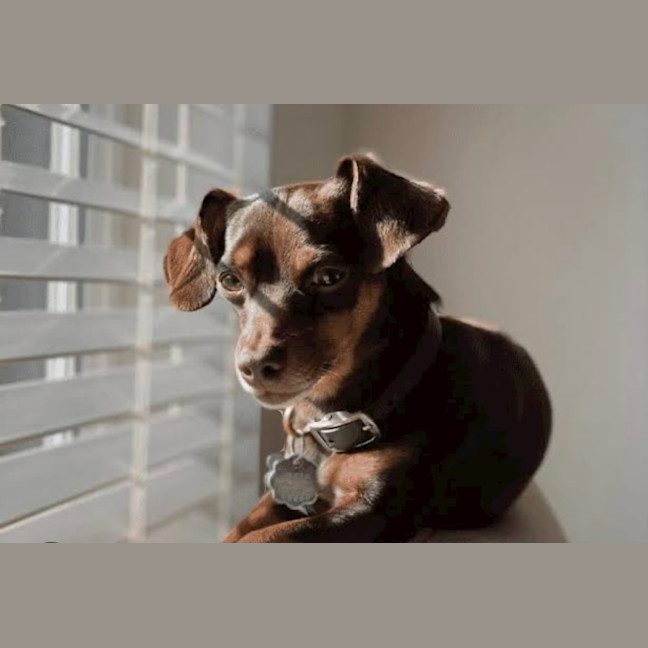 Photo of Bonded Pair 