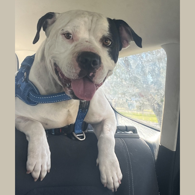 Photo of Turbo