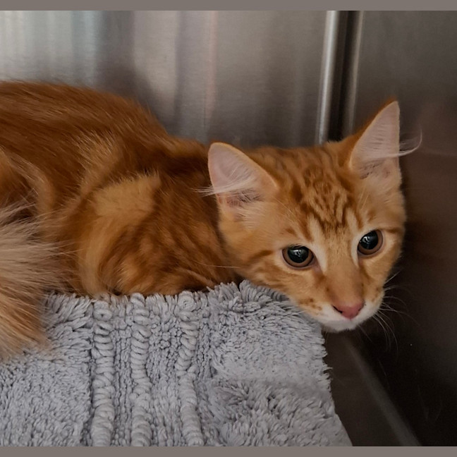 Photo of Butterscotch