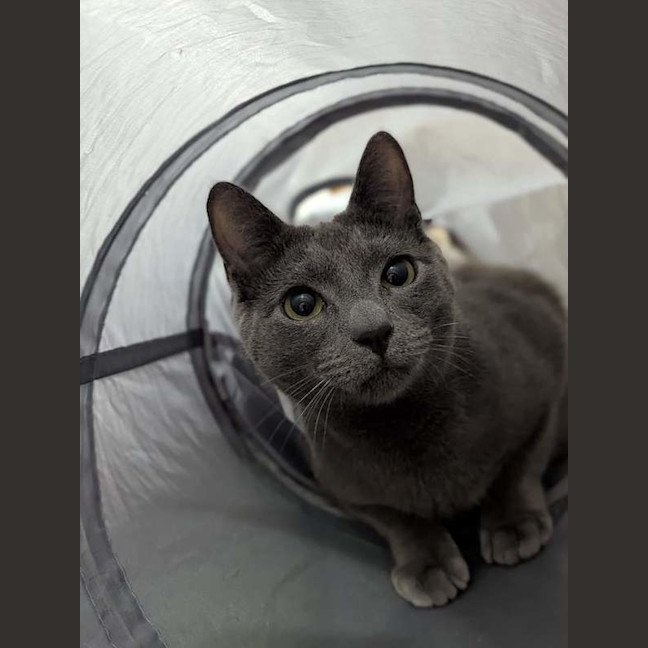 Photo of Smokey