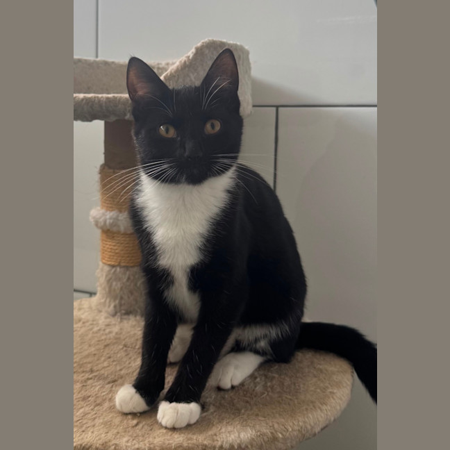 Photo of Tux