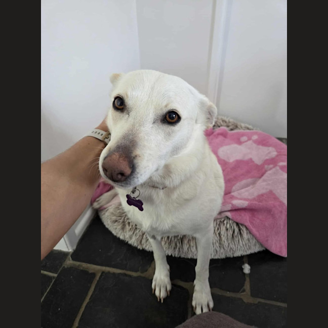 Photo of Snowy