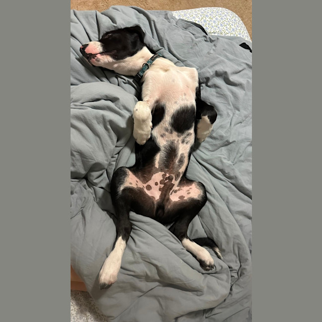 Photo of Finn   4 Month Old Kelpie X Border Collie (Trial)