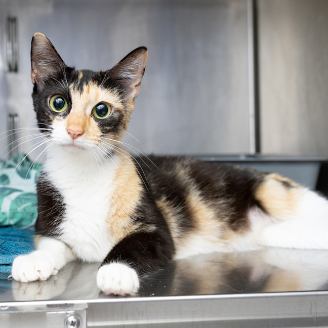 Photo of Callie
