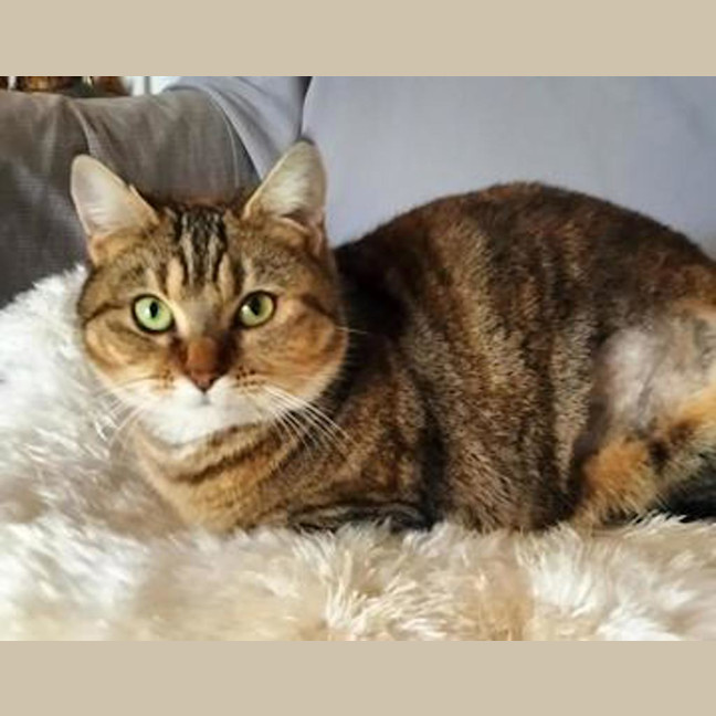 Photo of Sapphire