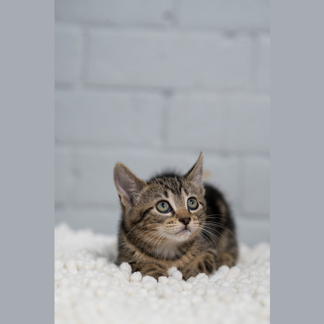Photo of Kiwi