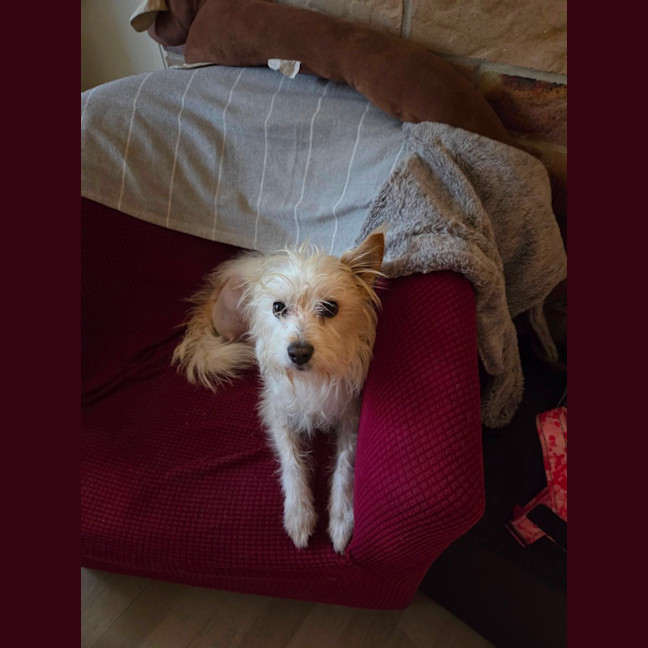 Photo of Toto