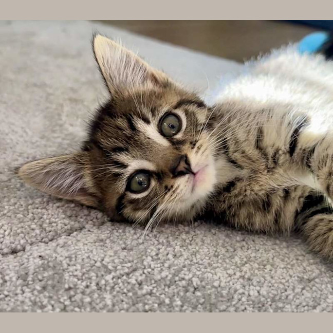 Photo of Poppy