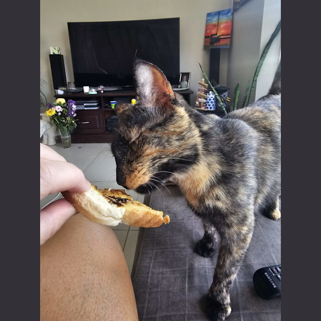 Photo of Jade Crystal