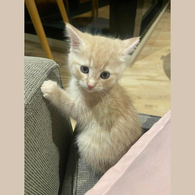 Photo of Star