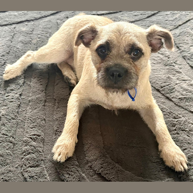 Photo of Frankie   6 Month Old Pug X Terrier