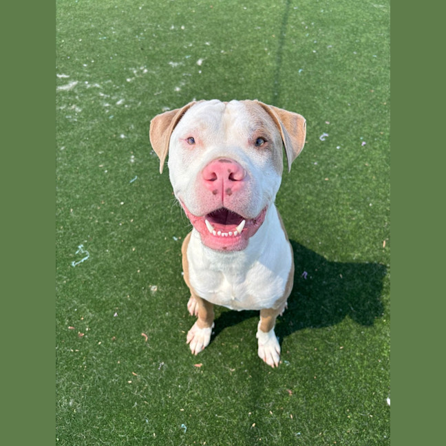 Photo of Ferb Imp 2120