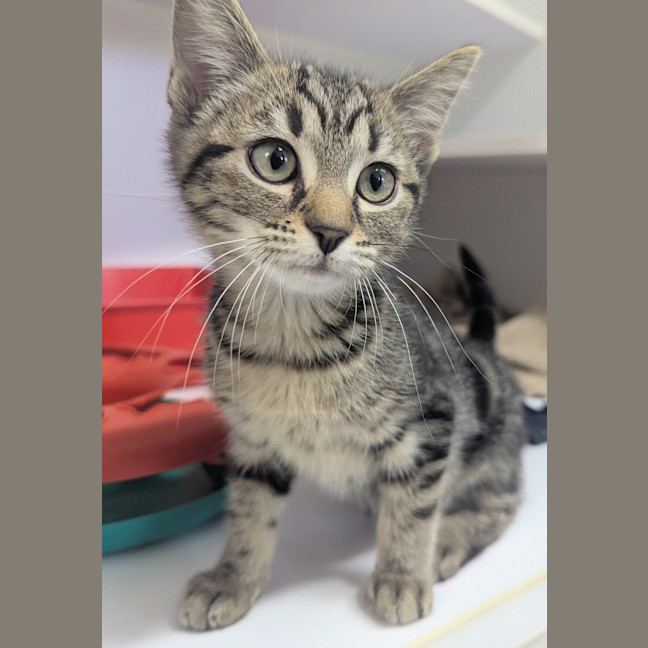 Photo of Bandit
