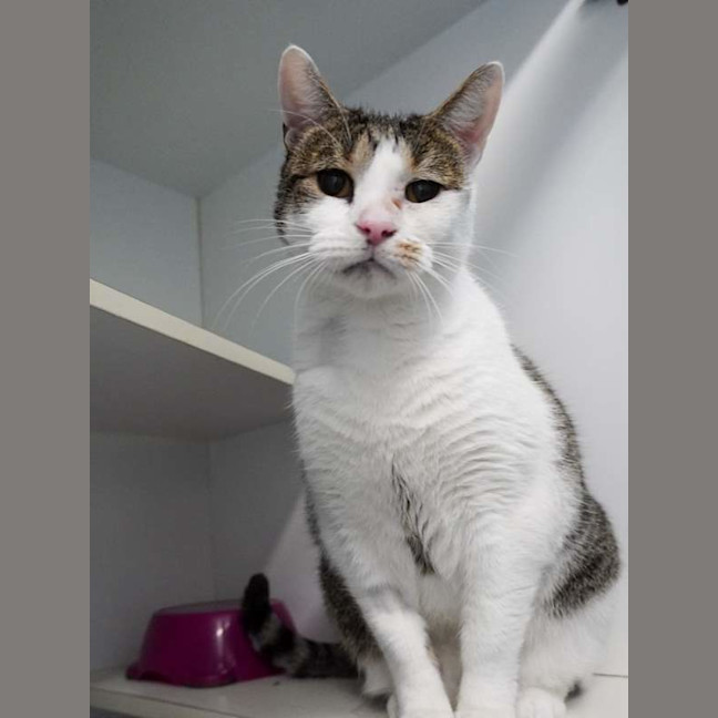 Photo of Benji