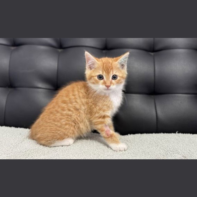 Photo of Toastie