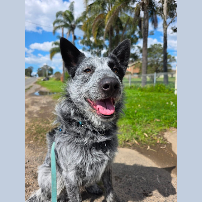 Photo of Ranger
