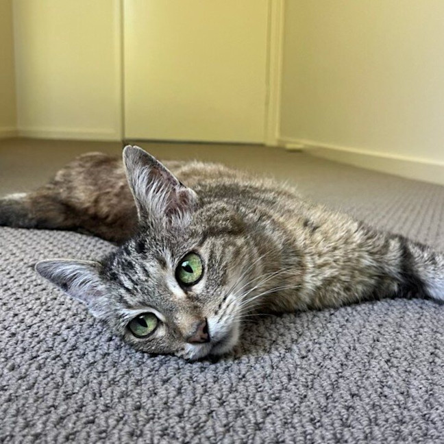 Photo of Bunny