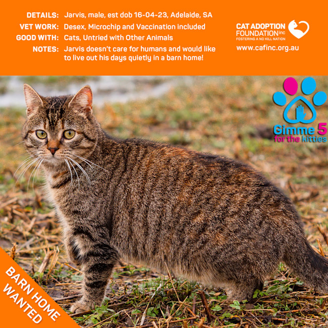 Photo of Jarvis Barn Kitty Adoption Fee Waived!