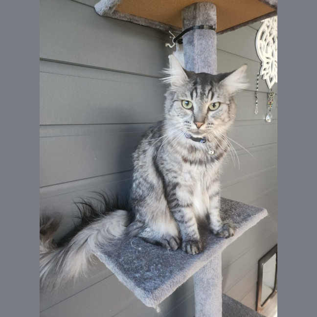 Photo of Ferdinand (Freddie)   Assisted Rehoming