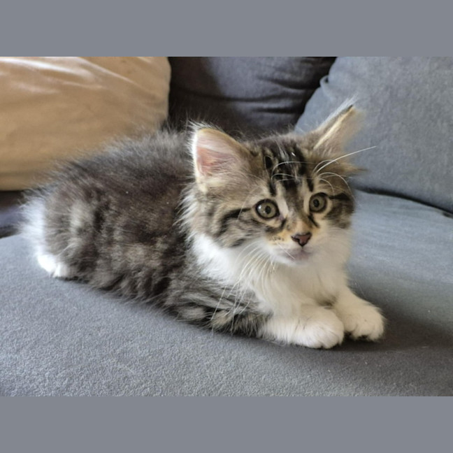 Photo of Clover & Charlie 🌺💙