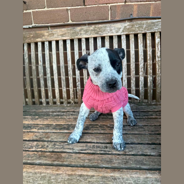 Photo of Dixie