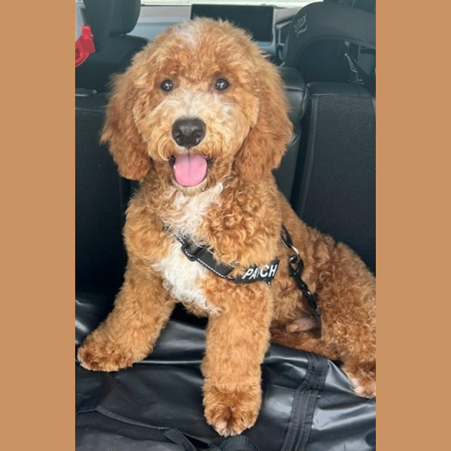 Photo of Patch And Stella Valenti