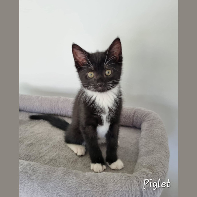 Photo of Winnie The Poo Crew