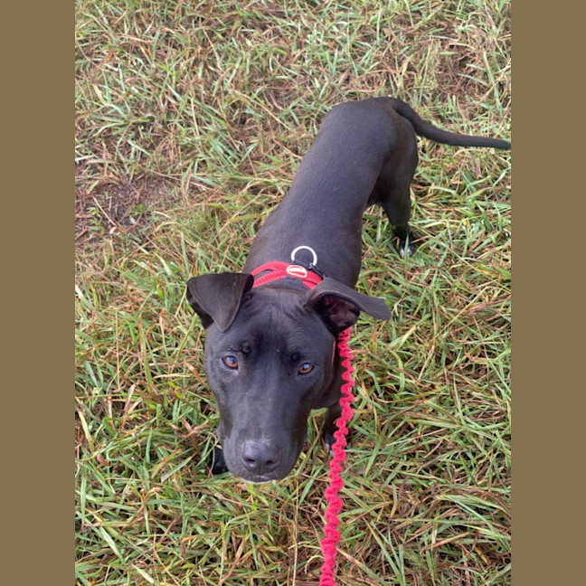 Photo of Ripley   1 Year Old Staffy X