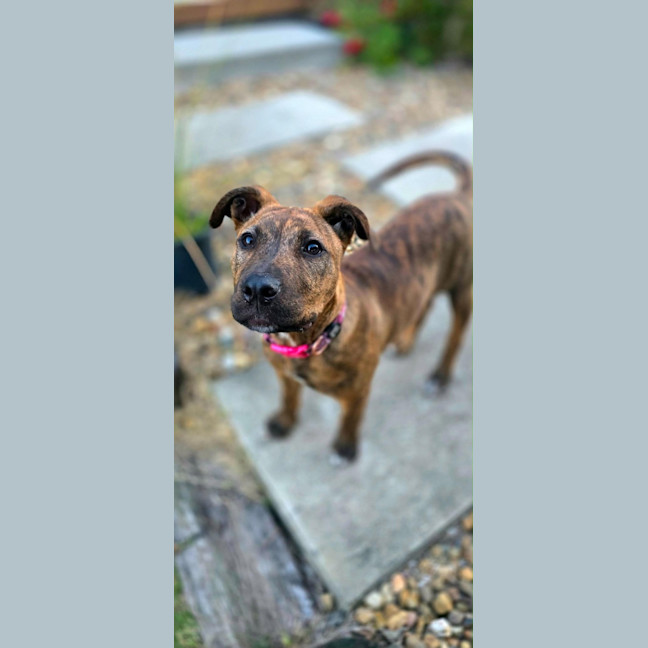 Photo of Maple
