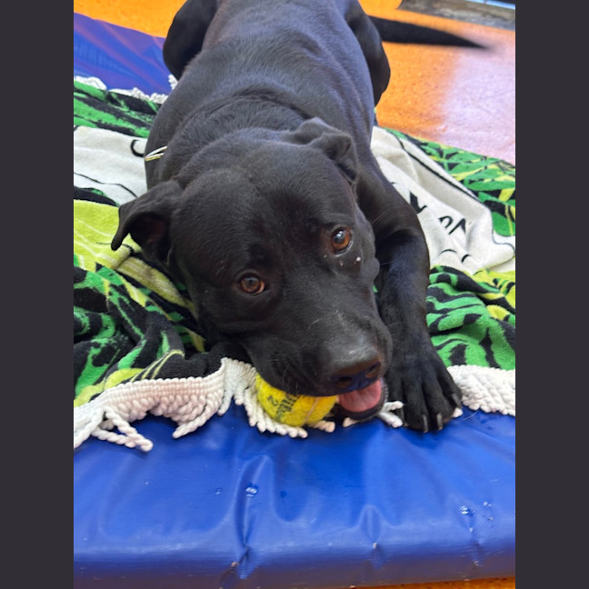 Photo of Buster