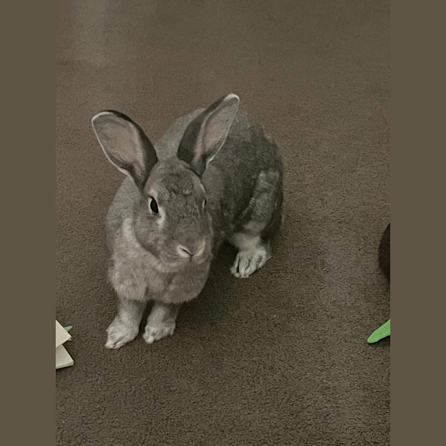 Photo of Millie (W Alon)