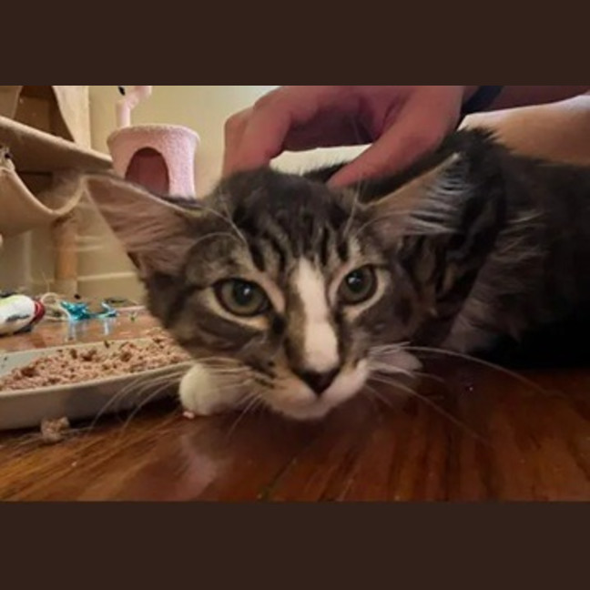 Photo of Calypso