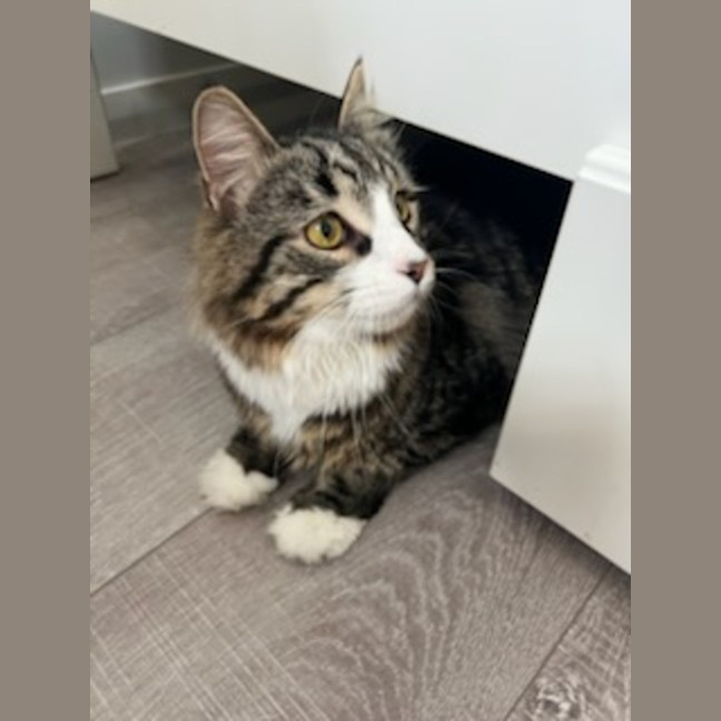 Photo of Garden Gnome Gus