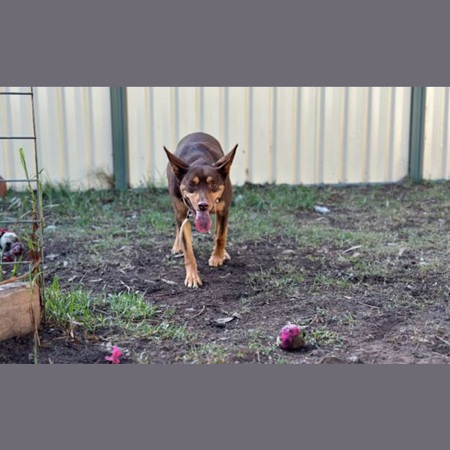 Photo of Blaze