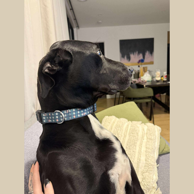 Photo of Duke