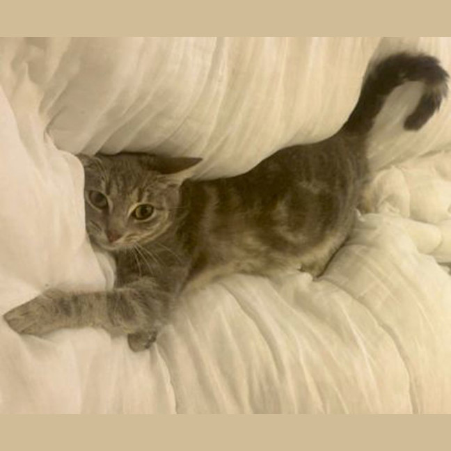 Photo of Diva Diamond Lily Rose