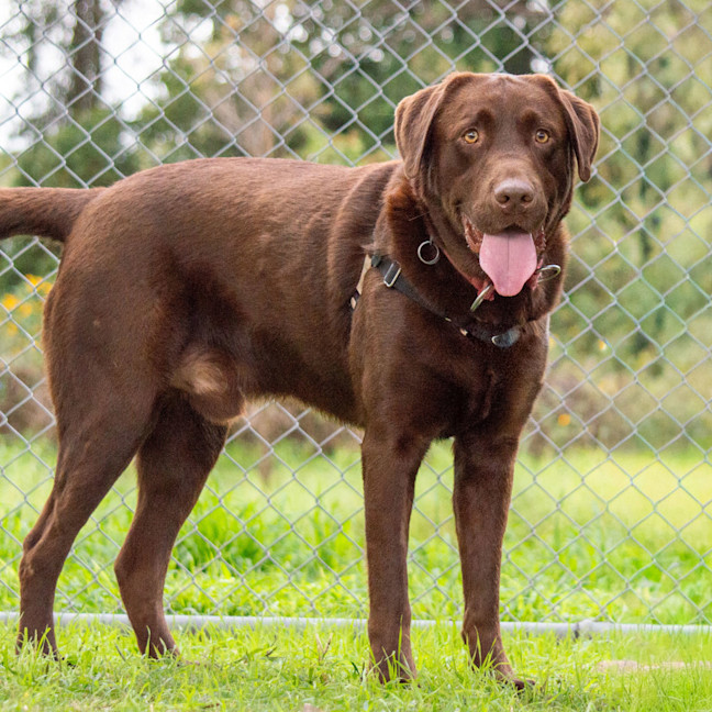 Photo of Cadbury