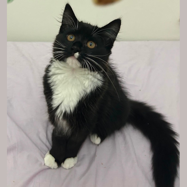 Photo of Peachy Keen