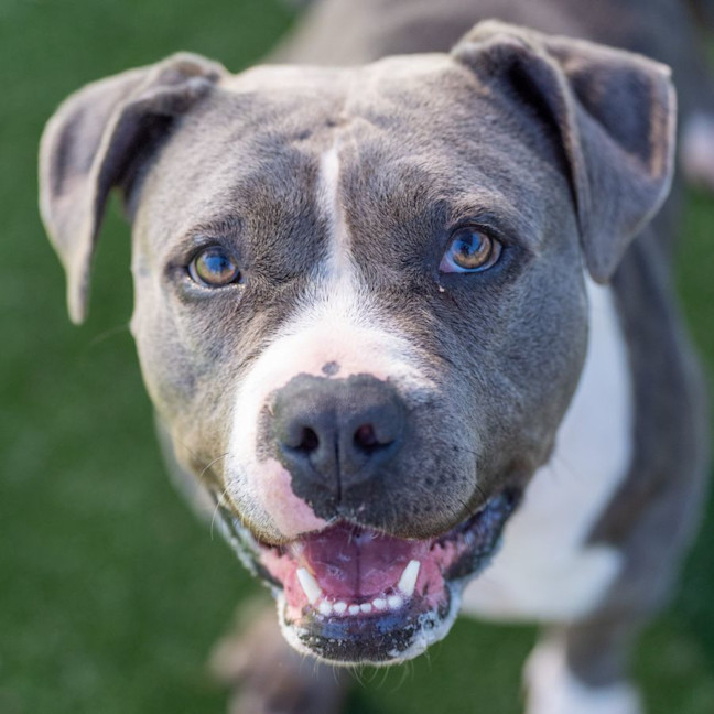 Photo of Lacey Imp 1824