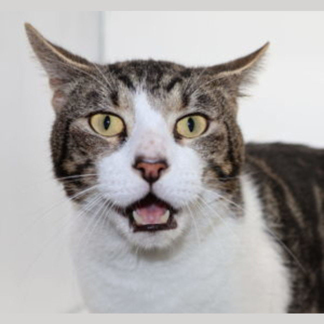 Photo of Franklin   Now At Pet Quarters Thornton