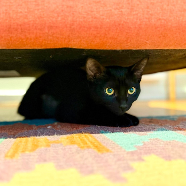 Photo of Sprout   In Foster Care In Brunswick East