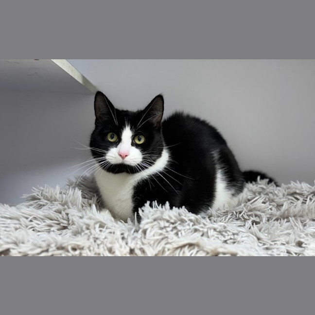 Photo of Magpie