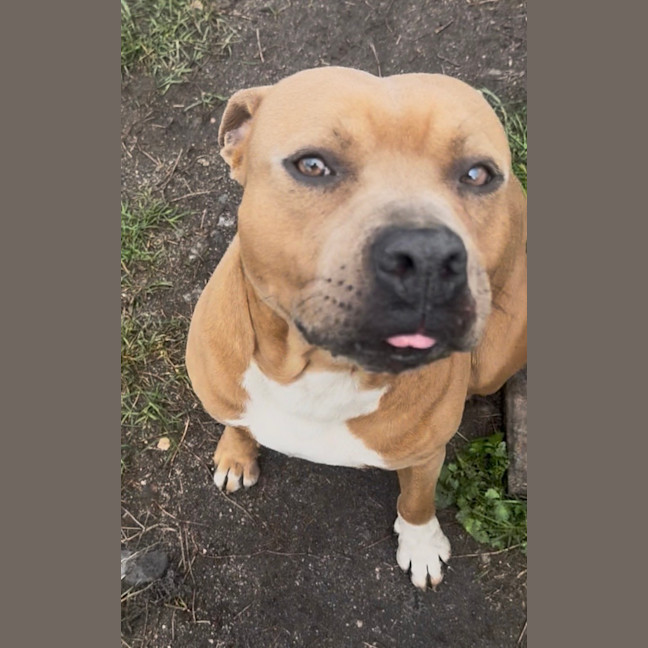 Photo of Scooby