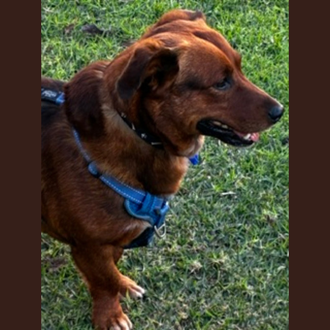 Photo of Spud   4 Year Old Corgi X