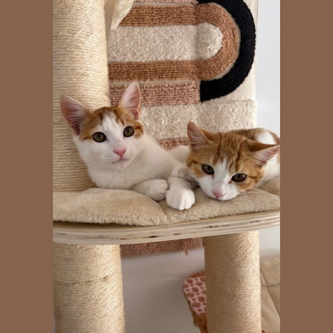 Photo of Junie And Tofu